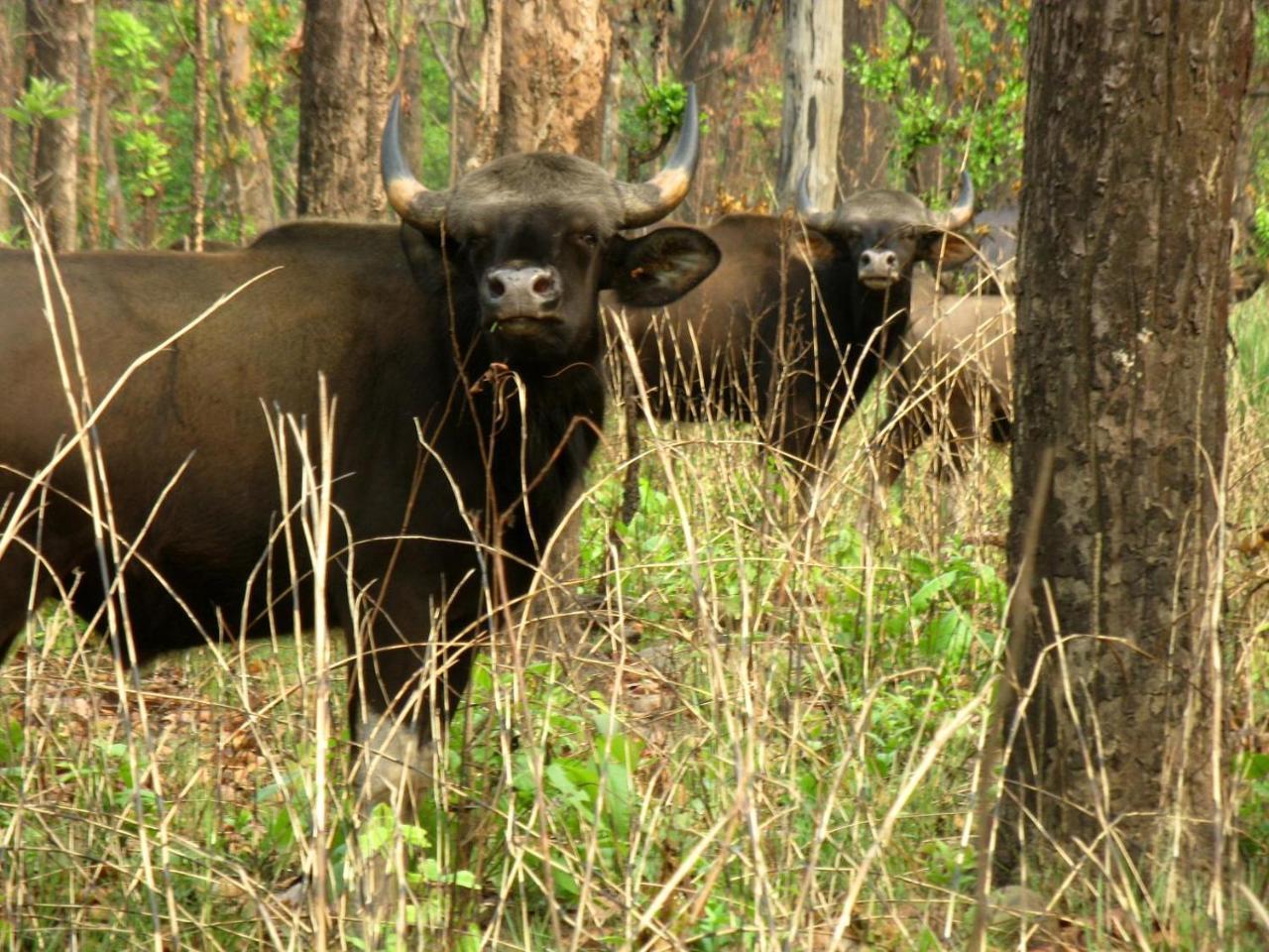 Hotel Rhinoceros-Homestay Sauraha Zewnętrze zdjęcie