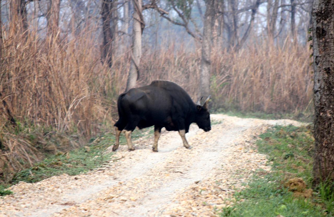 Hotel Rhinoceros-Homestay Sauraha Zewnętrze zdjęcie