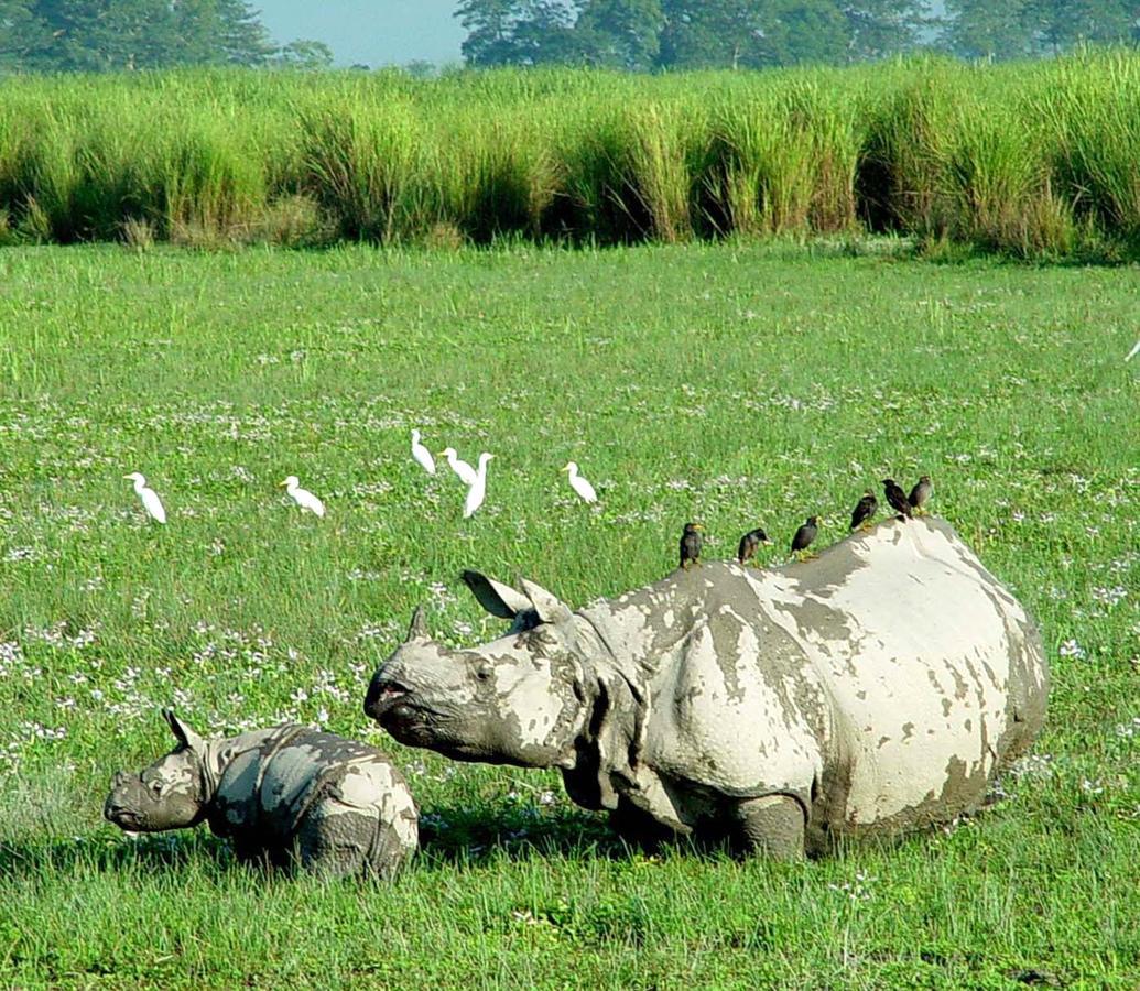 Hotel Rhinoceros-Homestay Sauraha Zewnętrze zdjęcie