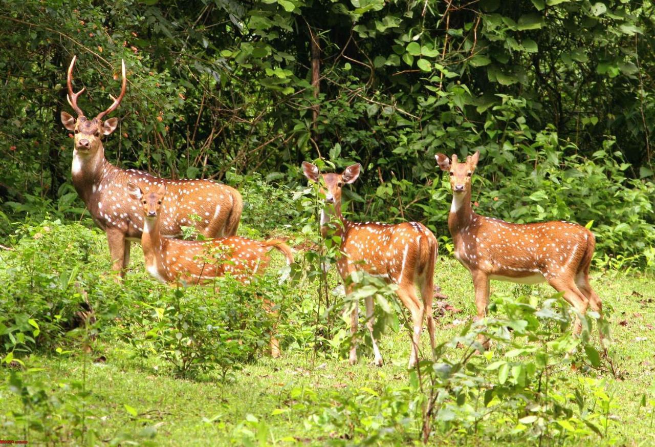 Hotel Rhinoceros-Homestay Sauraha Zewnętrze zdjęcie